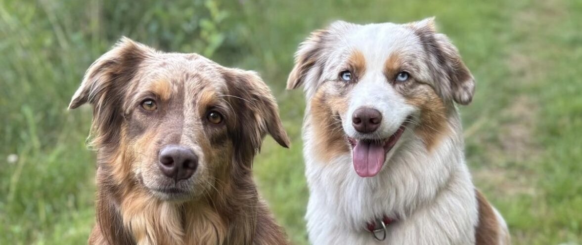 Kennel Ghosteye's